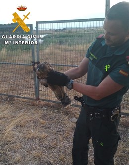 Ejemplar de azor herido recuperado por la Guardia Civil de Albacete