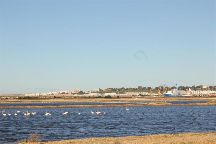 Flamencos en la zona del puerto de Huelva.