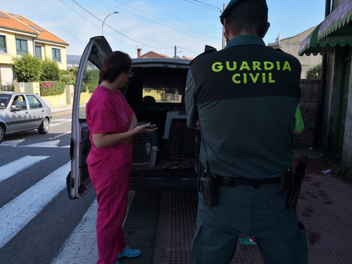 El Seprona y la Guardia Civil rescatan a media docena de perros en Salcedo (Pontevedra)
