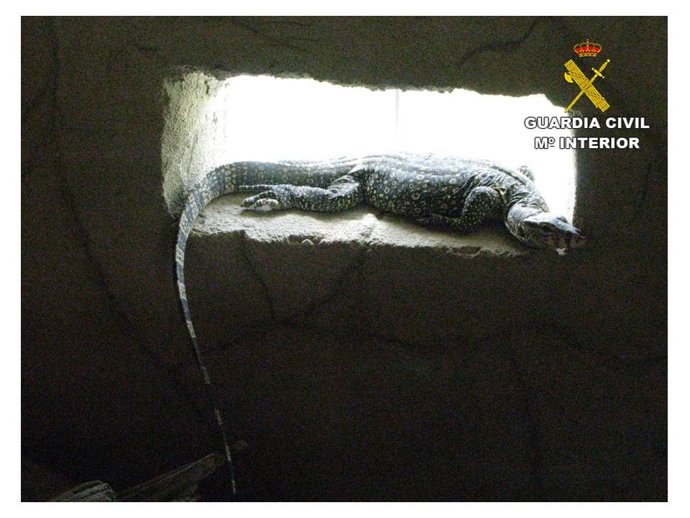 Lagarto rescatado en una operación contra el tráfico de especies en Alicante