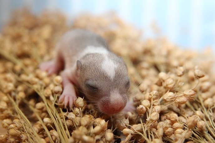 Ratón recién nacido.