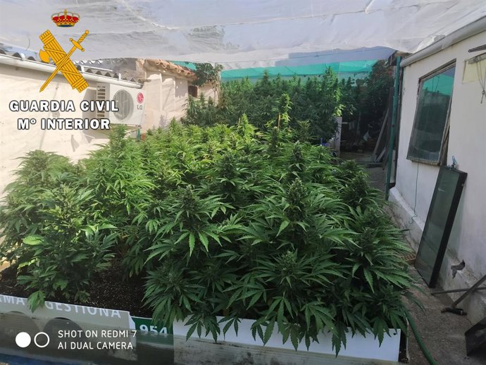 Sucesos.- Detenidas dos personas e incautadas 480 plantas de marihuana en Guadam