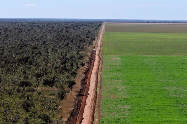 Aerial view of an unpaved road dividing a soy (Glycine max) monoculture from the native Cerrado, in the region of Ribeiro Gonçalves, Piauí, Brazil.