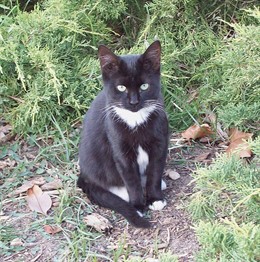 Gato callejero en Vegas del Genil