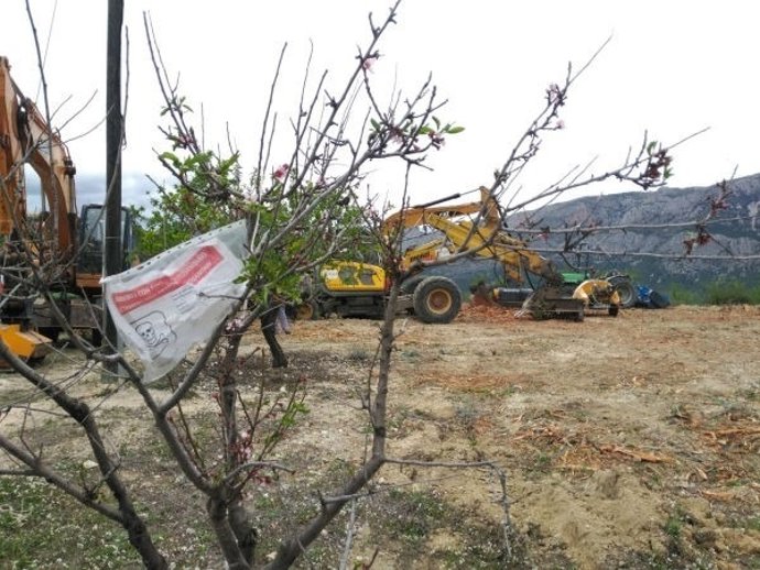 Una máquina en un bancal afectado por la xylella, imagen de archivo.