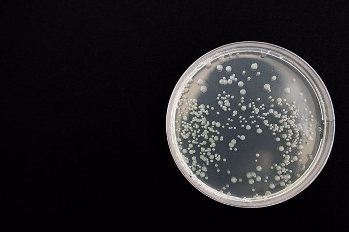 Microorganismos que crecen en plato de petri en laboratorio.