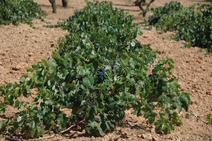 C-LM logra más de la mitad de la superficie asignada a nivel nacional de nuevas 