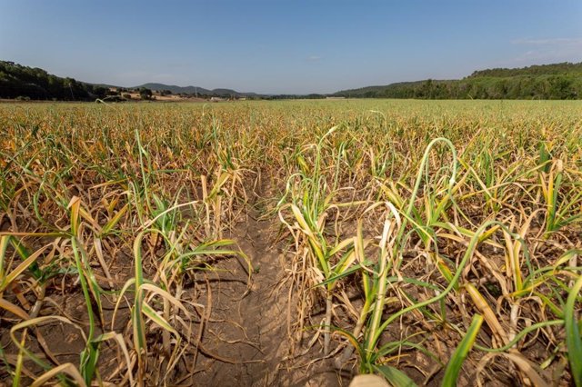 Las parcelas pequeñas y de cultivos variados evitan la pérdida de biodiversidad 
