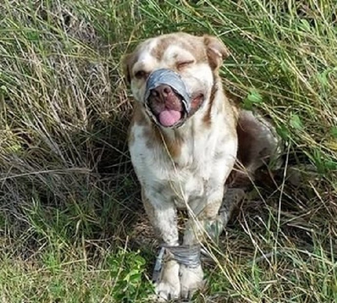 Perro abandonado con las patas y hocico atados