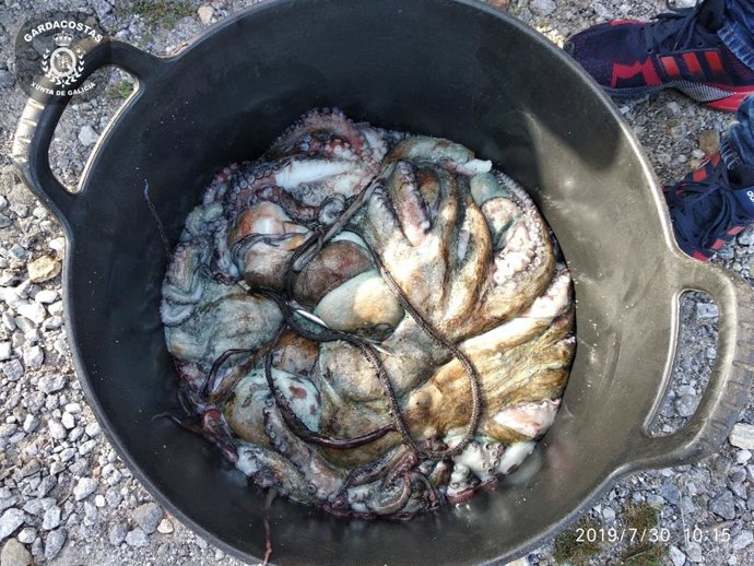 Pulpo decomisado por el Servizo de Gardacostas de Galicia en Porto do Son