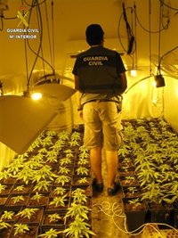 Dos detenidos con un cultivo de 736 plantas de marihuana en una vivienda de Utrera (Sevilla)
