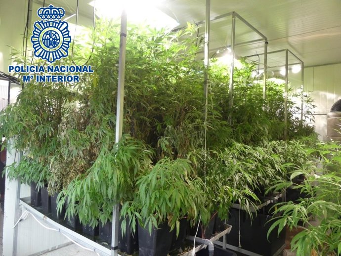 Plantación de marihuana intervenida en San Fernando