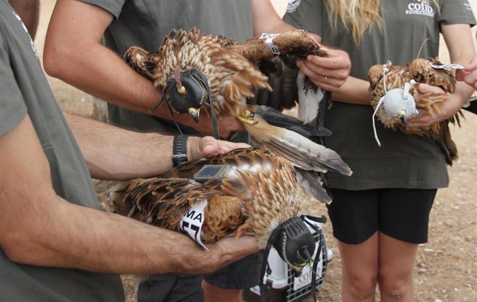 Imagen de los ejemplares de milano liberados.