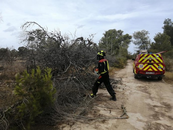Treballs per retirar un arbre caigut en un camí de Formentera.