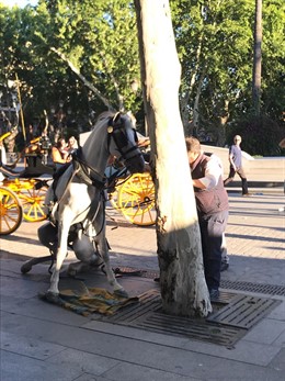 Caballo en apuros en el casco histórico de Sevilla