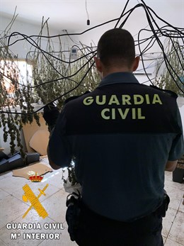 Agente de la Guardia Civil en una operación por plantación de marihuana