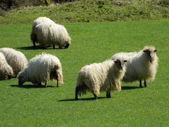 Imagen de un rebaño de ovejas.
