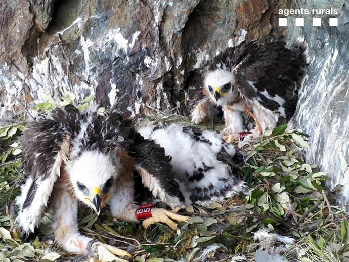 Pollos águila perdiciera
