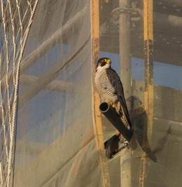 Halcón peregrino en la torre de la catedral del Buen Pastor.