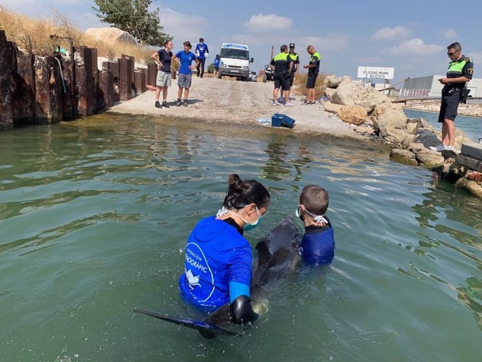 Valencia.- Localizan a un delfín enfermo varado en la bocana del Turia en Pinedo