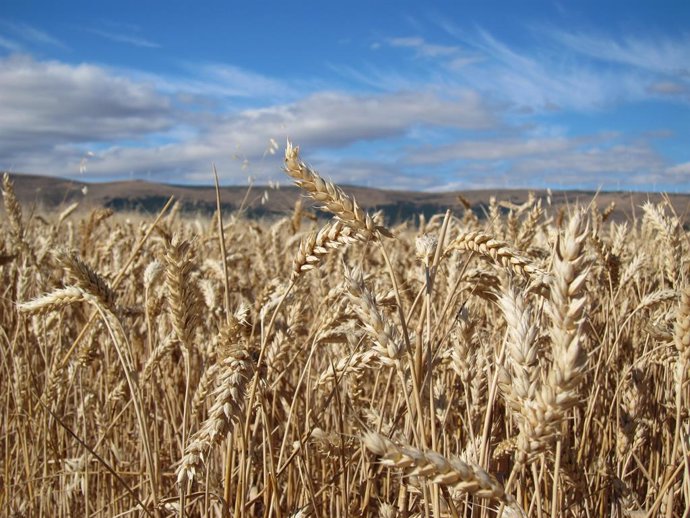 La cosecha de cereal alcanza cotas históricas en Álava y supera por primera vez 