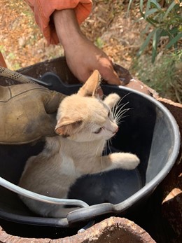 Gatito rescatado en Silla