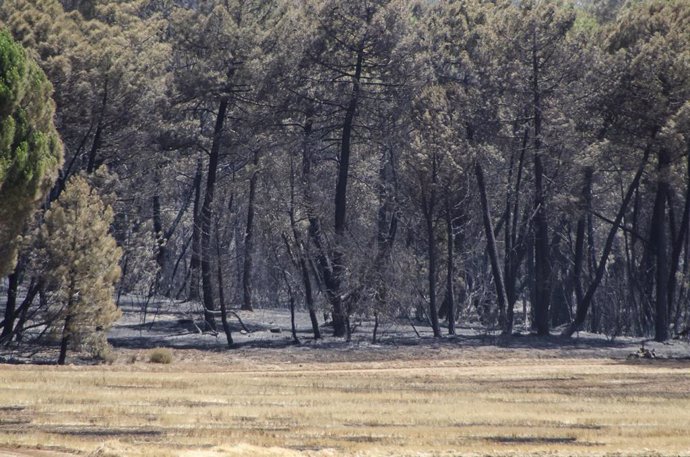 Monte quemado en Barchín del Hoyo (Cuenca) tres días después del inicio del incendio forestal que ha arrasado entorno a las 2.000 hectáreas de terreno. Los equipos de extinción trabajan ya en la liquidación de puntos calientes y en asegurar el flanco de