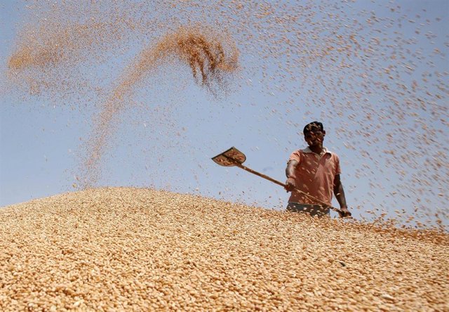 Un trabajador sobre una montaña de granos de trigo en un mercado mayorista en Amritsar, India