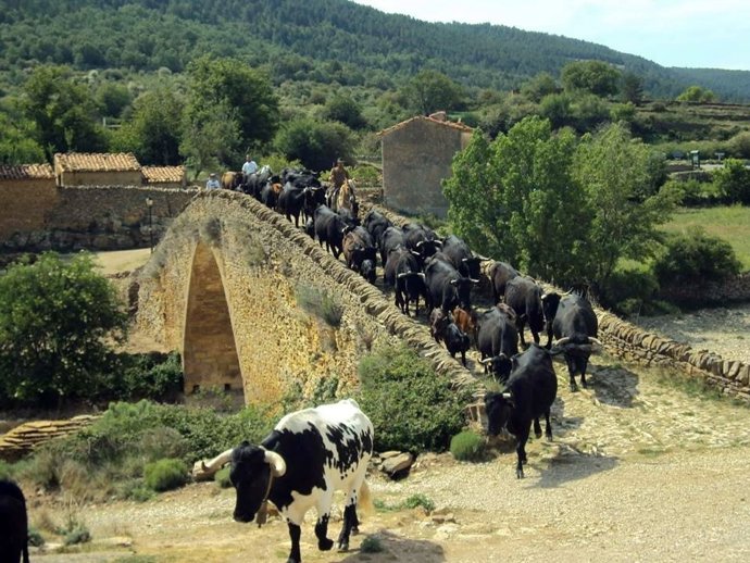 La trashumancia es protagonista este domingo en La Iglesuela del Cid (Teruel)