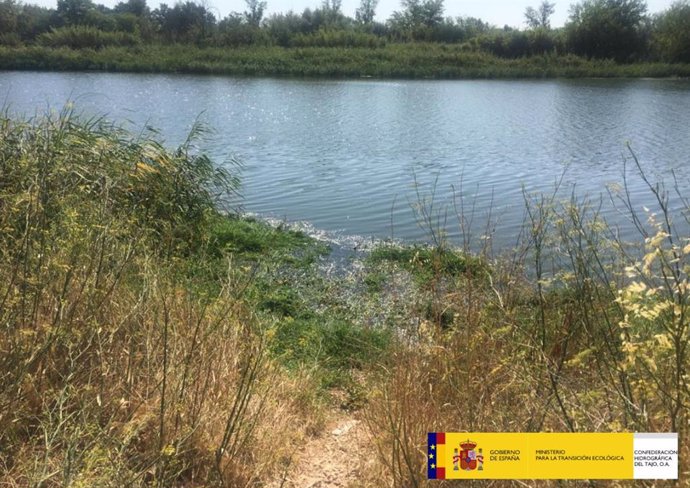 Retirada de camalote en un tramo del río Tajo en Talavera de La Reina