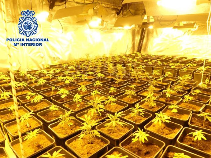 Plantas de marihuana incautadas en varios chalets de la localidad toletada de Ontígola, limítrofe con Madrid.