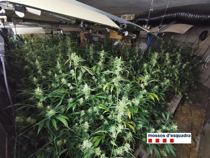 500 Plantas De Marihuana