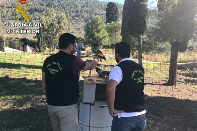 Palomos recuperados por los agentes