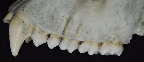 Dentadura de gorila
