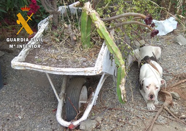 Perro abandonado en Almuñécar