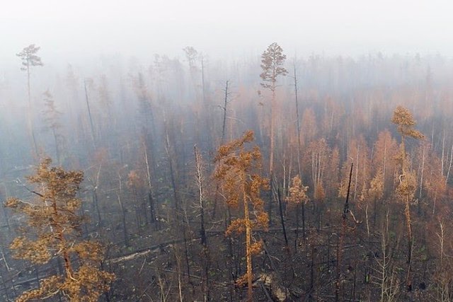 Los Incendios En Siberia Arrasan 4 3 Millones De Hectáreas Y Emiten 166