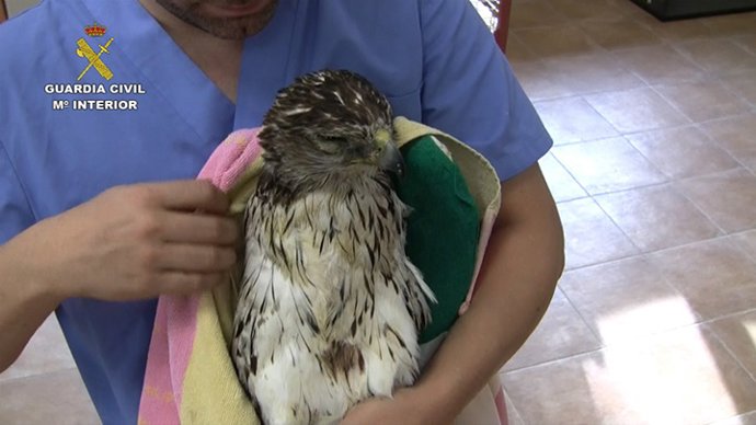 Ave electrocutada recuperada por la Guardia Civil