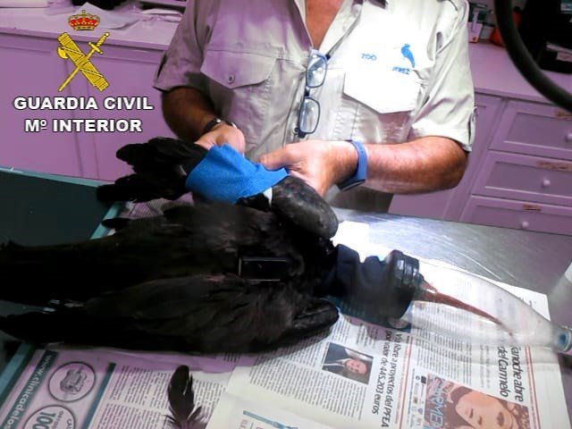 Ibis Eremita en las labores de recuperación