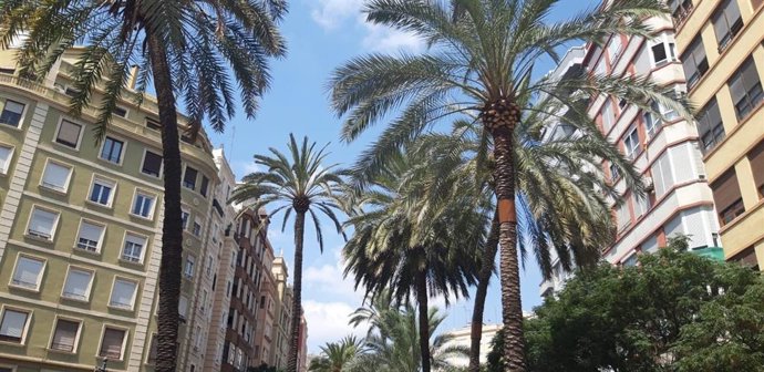 Poda de palmeras en Regne de Valncia