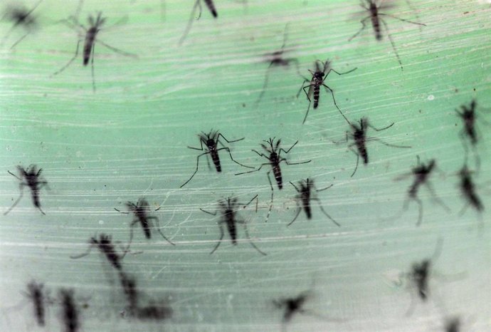 Male Aedes albopictus mosquitoes infected with Wolbachia bacteria are seen before released to the wild, in Guangzhou, Guangdong province, China, July 22, 2015. A lab in Guangzhou produces about 500,000 to 1,000,000 infected male Aedes albopictus mosquit