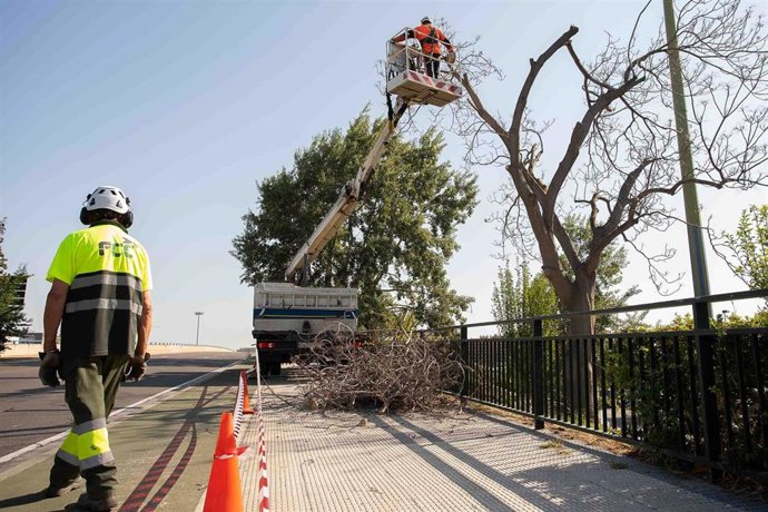 Poda de árboles con una grúa