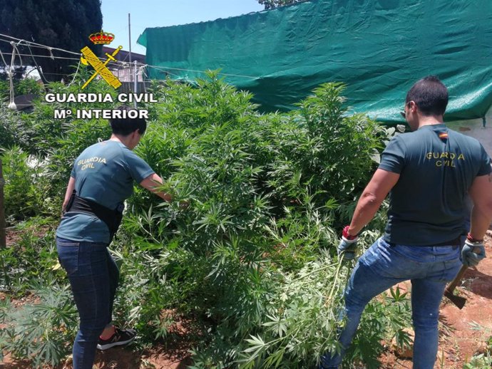 Incautación de marihuana en Almensilla
