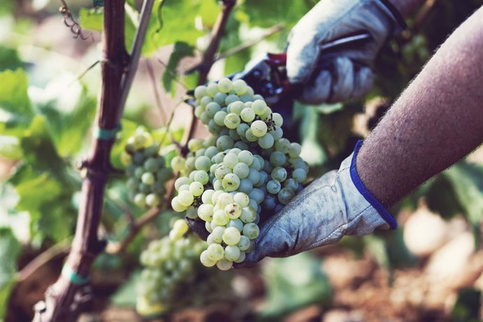 Agricultura inicia 47 expedientes en 2018 por un mal uso de los nombres geográfi