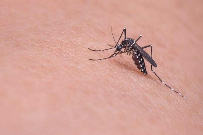 Aedes Aegypti, principal causante de la fiebre amarilla y chikungunya