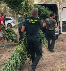Sucesos.- Desmantelan un cultivo de marihuana de 3.800 plantas en Sant Pere Pesc