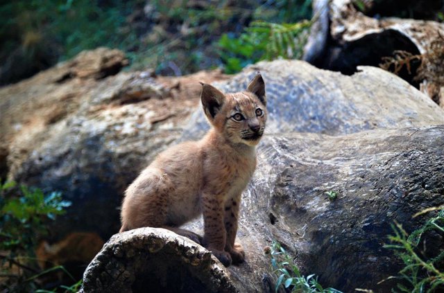 El primer lince nacido en el Pirineu en más de un siglo
