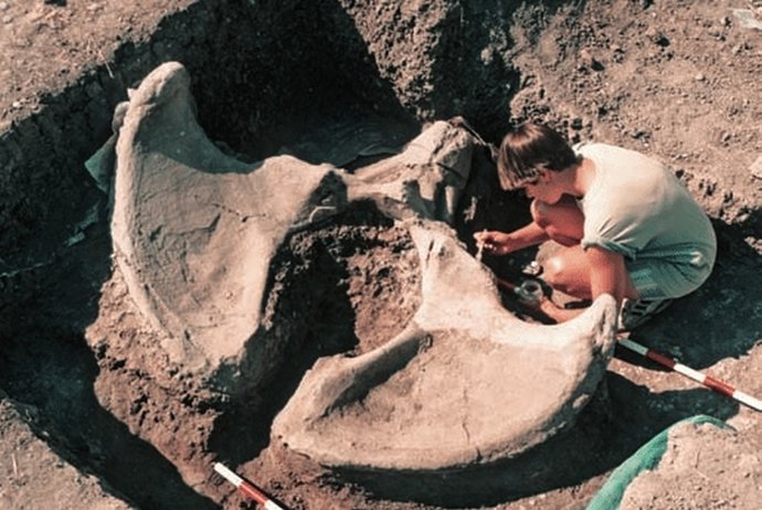 Restauración 'In Situ' De Una Pelvis De Elefante En El Yacimiento De Ambrona.