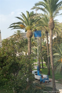 Técnicos municipales ponen a punto palmentas en una plaza del centro de Cartagena