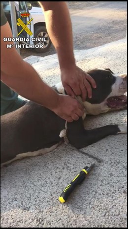 La Guardia Civil auxilia al perro que agonizaba en Guillena.