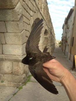 Un vencejo marcado a pie del Acueducto.